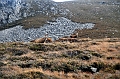 SCO_3241