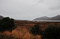 SCO_3372