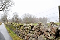 SCO_3393