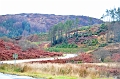 SCO_3466