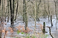 SCO_3497